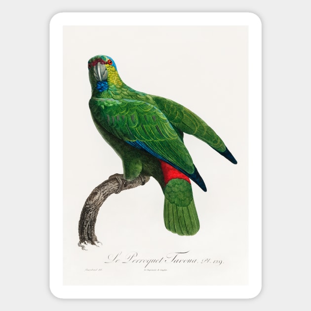The Festive Amazon, Amazona festiva from Natural History of Parrots (1801—1805) by Francois Levaillant. Sticker by Elala